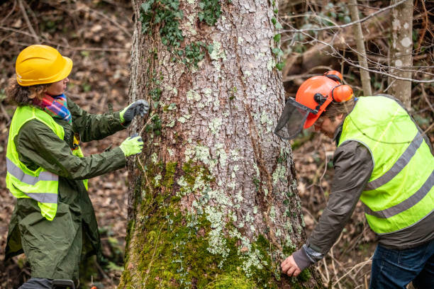 How Our Tree Care Process Works  in  Helena, AL